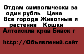 Отдам символически за один рубль › Цена ­ 1 - Все города Животные и растения » Кошки   . Алтайский край,Бийск г.